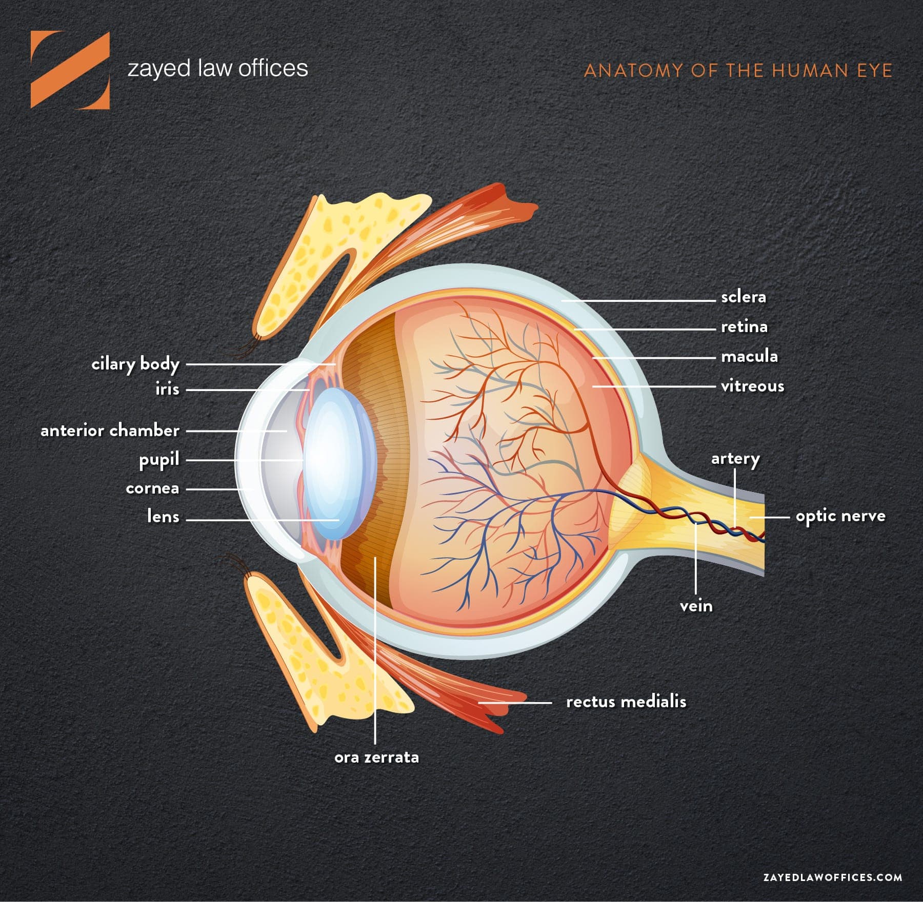 daños oculares de elmiron
