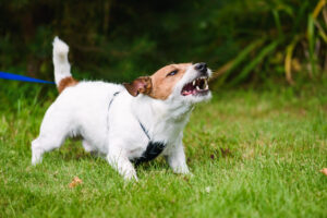 How Zayed Law Offices Personal Injury Attorneys Can Help After a Dog Bite Accident in Miami, FL