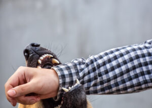 Why Choose Zayed Law Offices Personal Injury Attorneys for Help After a Dog Bite in Rockford, IL?